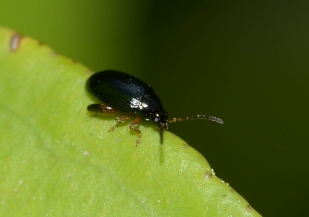 Chrysomelidae: Psylliodes? Si direbbe di s ma ...sp.